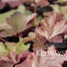Heuchera 'Chocolate Ruffles'