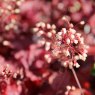 Heuchera 'Fire Chief'