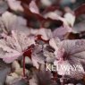 Heuchera 'Obsidian'