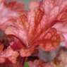 Heuchera Peach Flambe