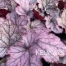 Heuchera Spellbound