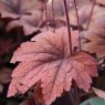 Heucherella 'Sweet Tea'