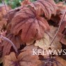 Heucherella 'Sweet Tea' PBR (2 litre pot)