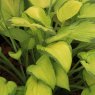 Hosta 'Gold Standard'