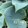 Hosta (Tardiana Group) 'Halcyon'