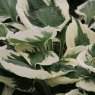 Hosta Patriot