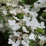 Hydrangea arborescens 'Grandiflora'
