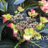 Hydrangea macrophylla 'Dark Angel' (Black Diamonds Series)