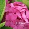 Hydrangea macrophylla 'King George'