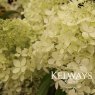 Hydrangea paniculata 'Phantom'