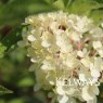 Hydrangea paniculata 'Vanille Fraise'