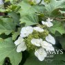 Hydrangea quercifolia