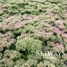 Sedum spectabile 'Autumn Joy'