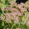Sedum spectabile 'Brilliant'