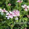 Iberis 'Pink Ice'