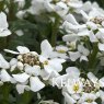 Iberis sempervirens 'Snow Cone'