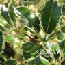 Ilex aquifolium 'Argentea Marginata'