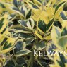 Ilex aquifolium 'Golden van Tol'