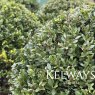 Ilex crenata DARK GREEN ('Icoprins11' PBR)