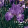 Iris 'Annabel Jane' (TB)