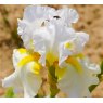 Iris 'Arctic Sunrise' (TB)