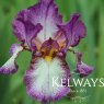 Iris 'Autumn Encore' (TB)
