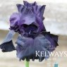 Iris 'Black Tie Affair' (TB)