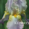 Iris 'Chantilly' (TB)