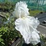 Iris 'Immortality' (TB)