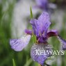 Iris sibirica 'Flight of Butterflies'