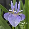 Iris 'Perry's Blue' (Sib) (2 litre pot)