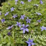 Lobelia pedunculata 'Country Park'