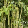 Itea ilicifolia