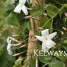 Jasminum polyanthum (3 litre pot)