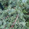 Juniperus communis 'Green Carpet'