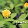 Kerria japonica 'Pleniflora'