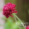 Knautia Red Knight