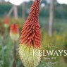 Kniphofia caulescens (5 litre pot)