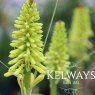 Kniphofia 'Lemon Popsicle' (Popsicle Series)