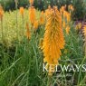 Kniphofia 'Mango Popsicle' PBR ( Popsicle Series) (3 litre pot)