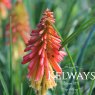 Kniphofia 'Papaya Popsicle' PBR (Popsicle Series)