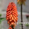 Kniphofia 'Royal Castle' (3 litre pot)