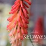 Kniphofia 'Strawberries and Cream' (3 litre pot)