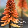 Kniphofia 'Tawny King'