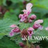 Lamium orvala