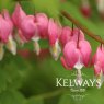 Dicentra spectabilis