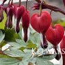 Lamprocapnos spectabilis VALENTINE ('Hordival' PBR) (9cm pot)