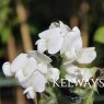 Lathyrus latifolius 'White Pearl'