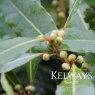 Laurus nobilis (Bay Laurel)