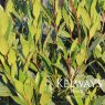 Laurus nobilis (Bay Laurel)